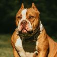 Conheça a raça de cachorros que pode ser proibida no Reino Unido (Luis Negron/Pexels)